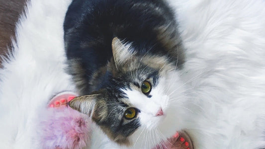 Sawyer (our Kasandrinos kitty) sitting on a white fluffy blanket.