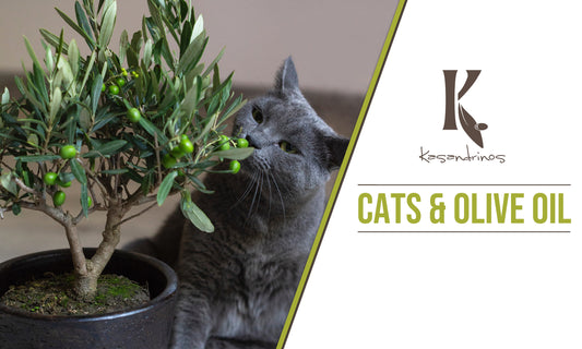 Cats and Olive Oil